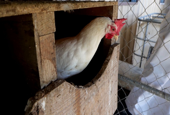 Raising chickens for their eggs has some costs and takes time and patience